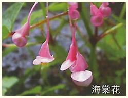 百里峡海棠花