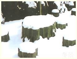 百里峡雪景